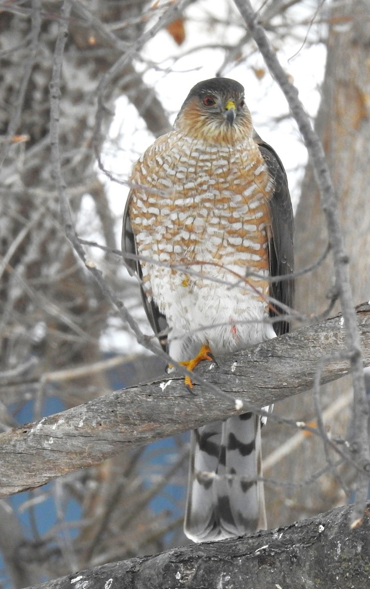 Sharp-shinned Hawk - ML532052221