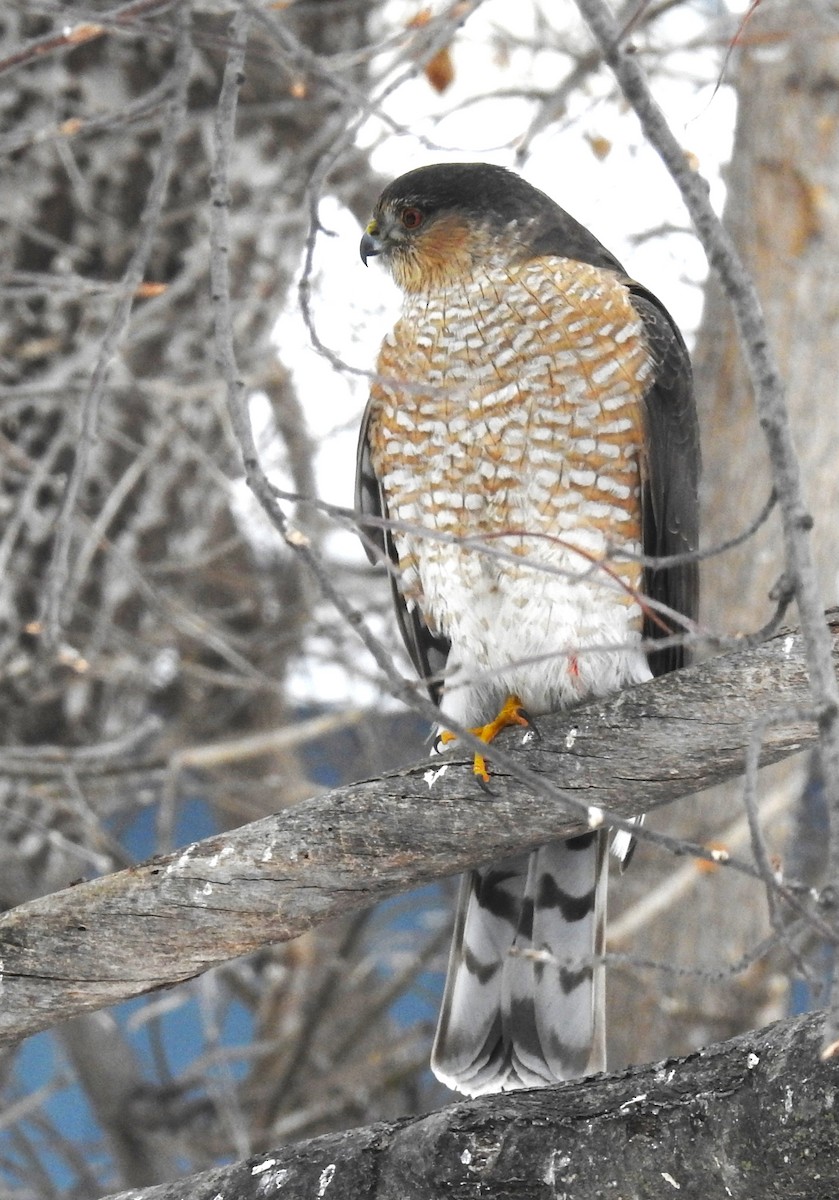 Sharp-shinned Hawk - ML532052501