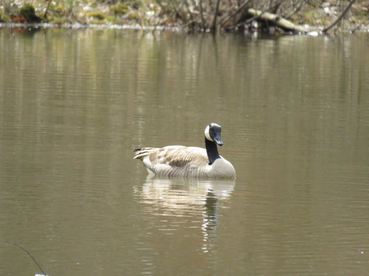 Canada Goose - ML53205351