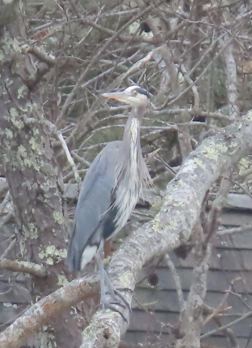 Great Blue Heron - ML532054741