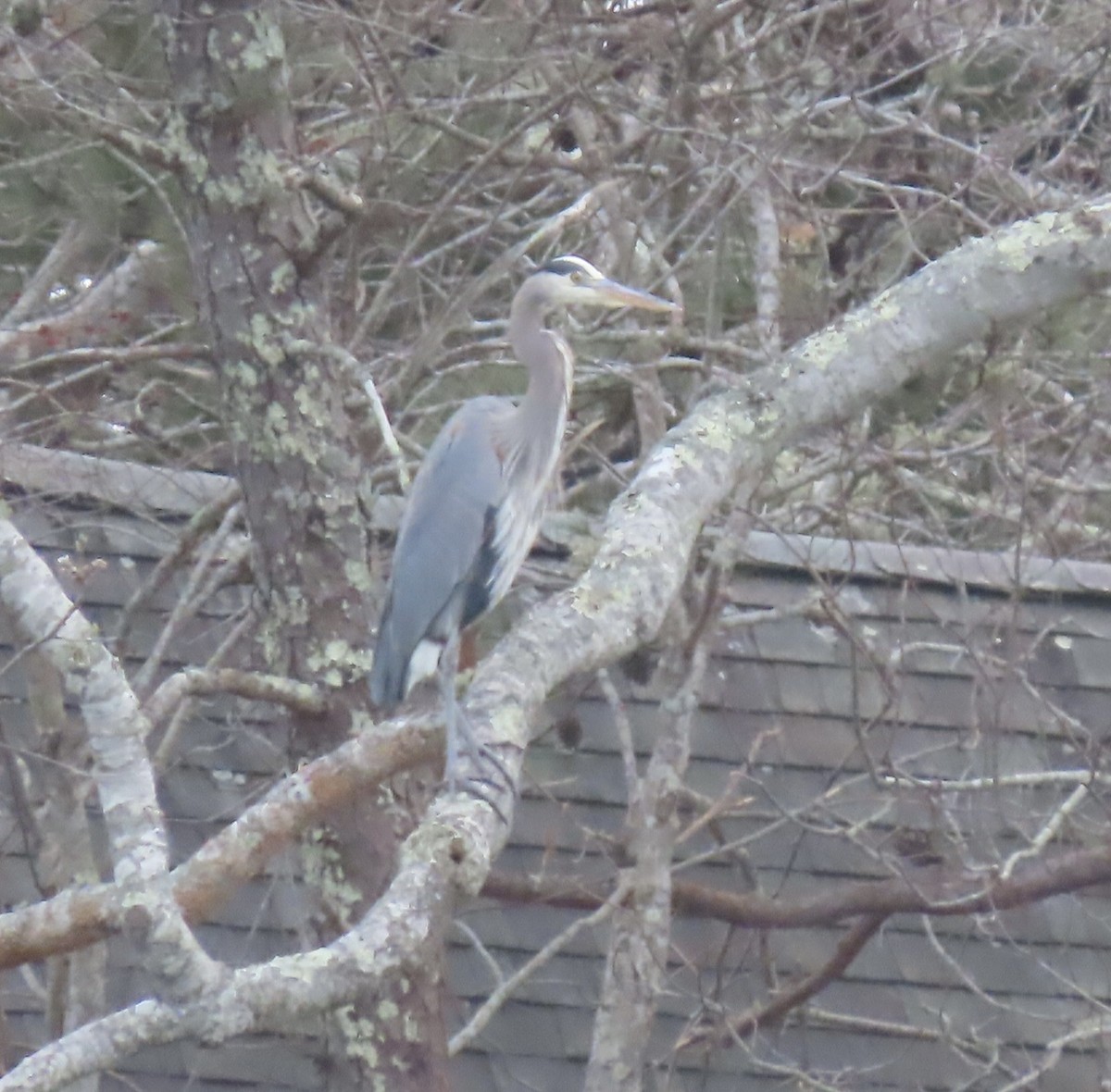 Great Blue Heron - ML532054751