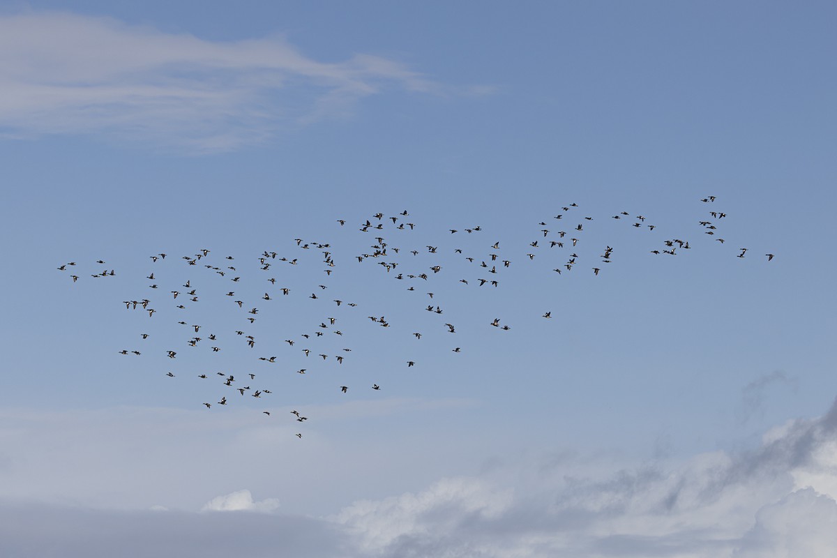 American Wigeon - ML532055031