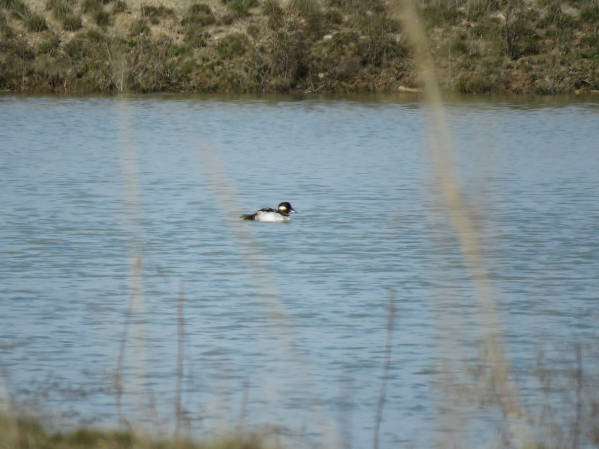 Bufflehead - Robert Sams