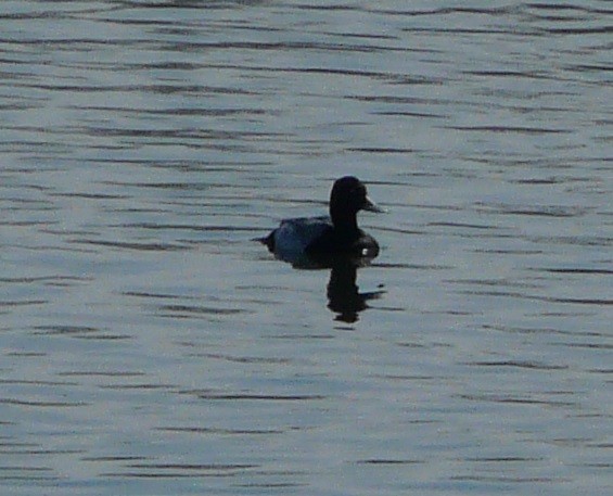 Greater Scaup - ML532056681