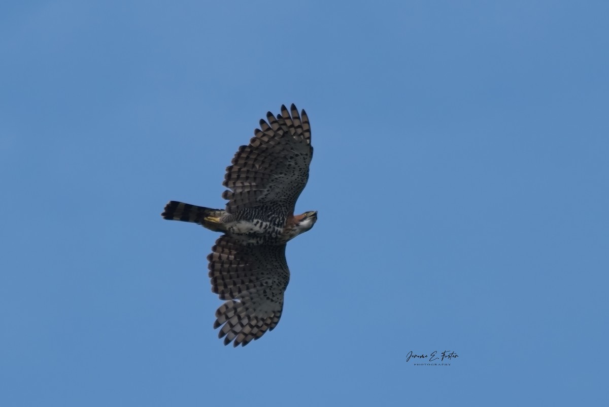 Ornate Hawk-Eagle - ML532056741