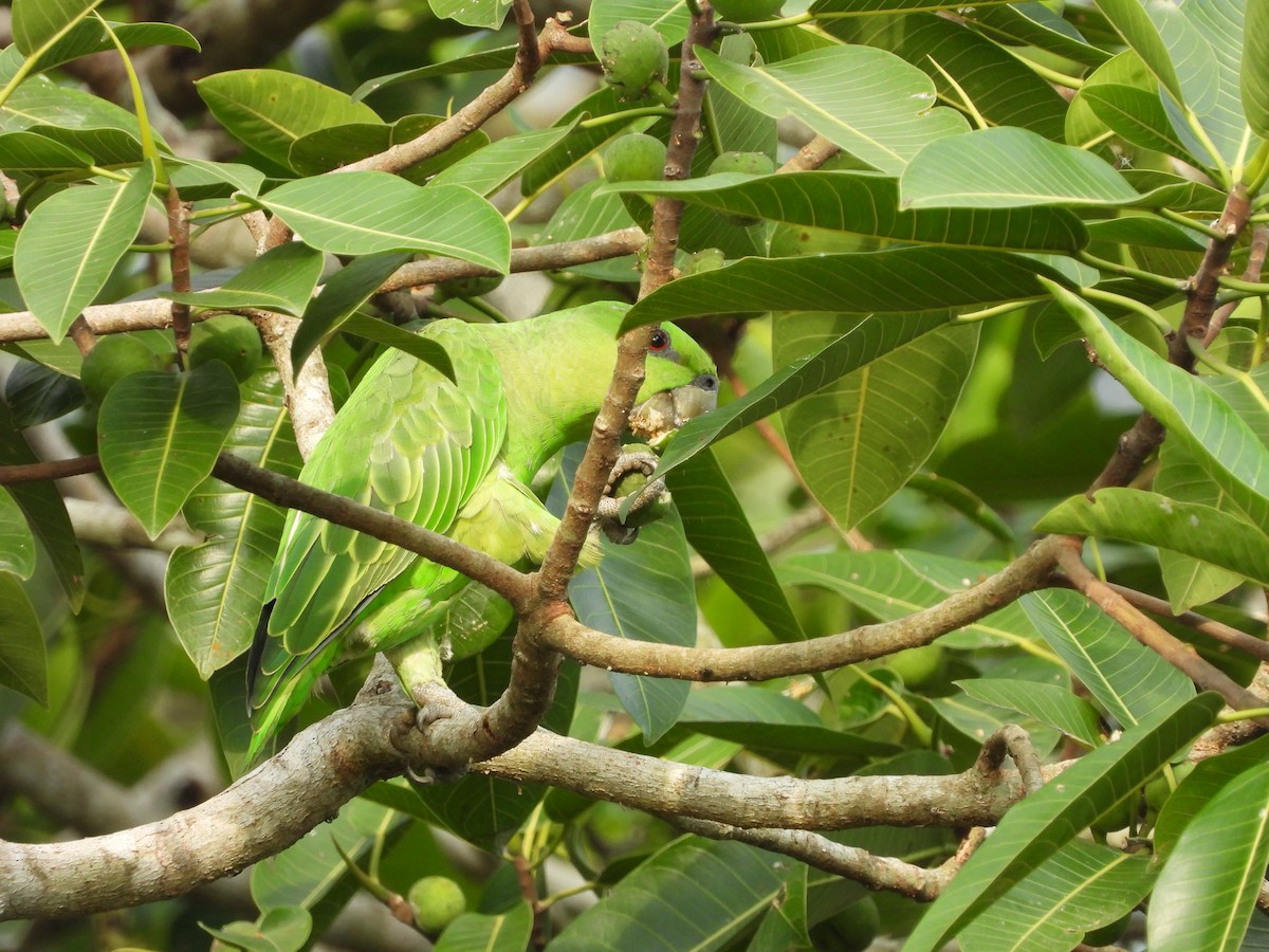 Short-tailed Parrot - ML532059011