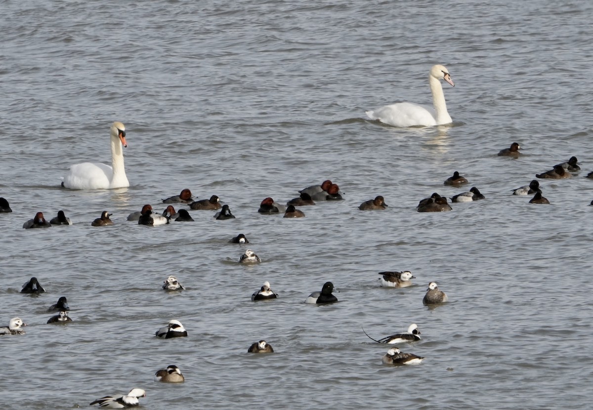 Mute Swan - ML532059271