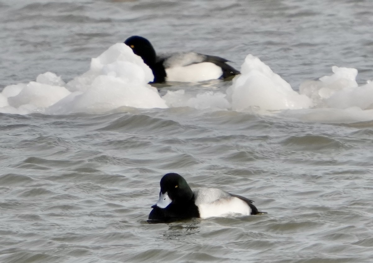 Greater Scaup - ML532059551