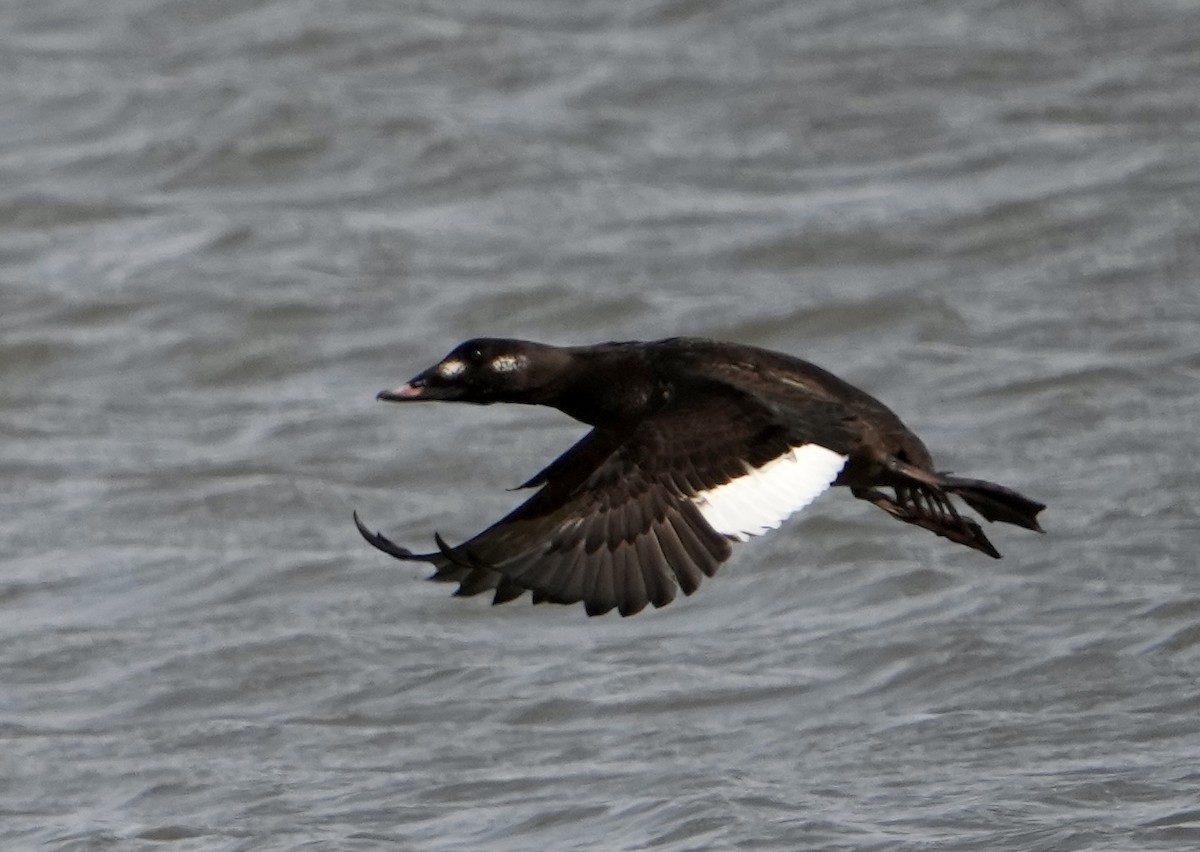 White-winged Scoter - ML532059881