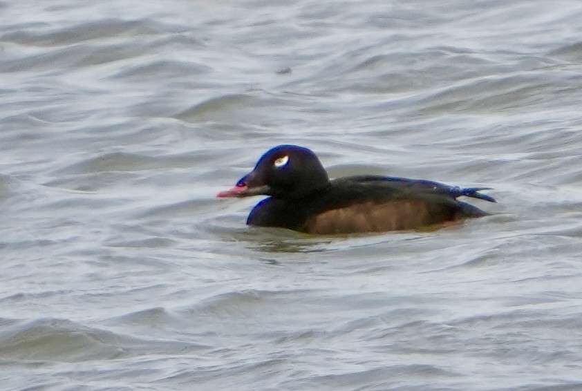 White-winged Scoter - ML532059911