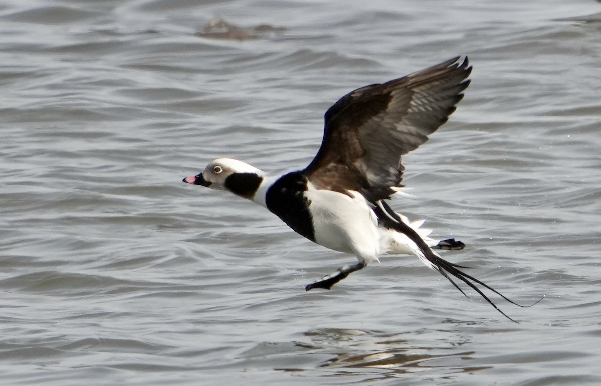 Long-tailed Duck - ML532060181