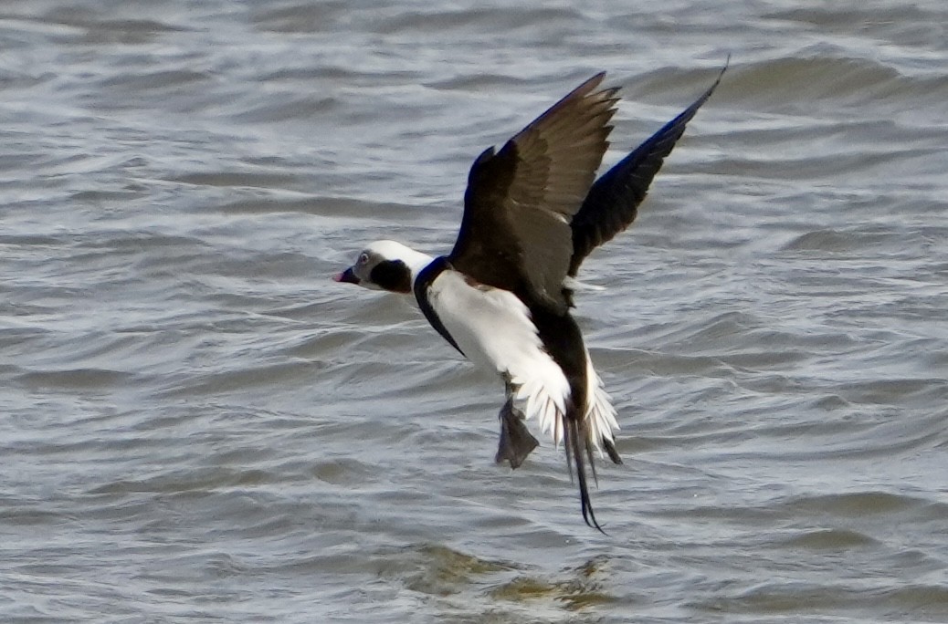 Long-tailed Duck - ML532060201