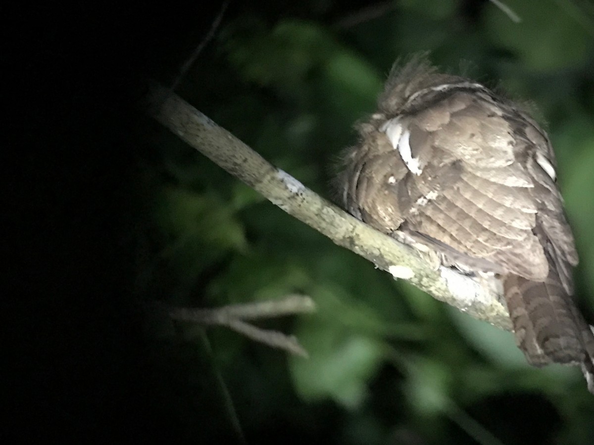 Palawan Frogmouth - David Tomb