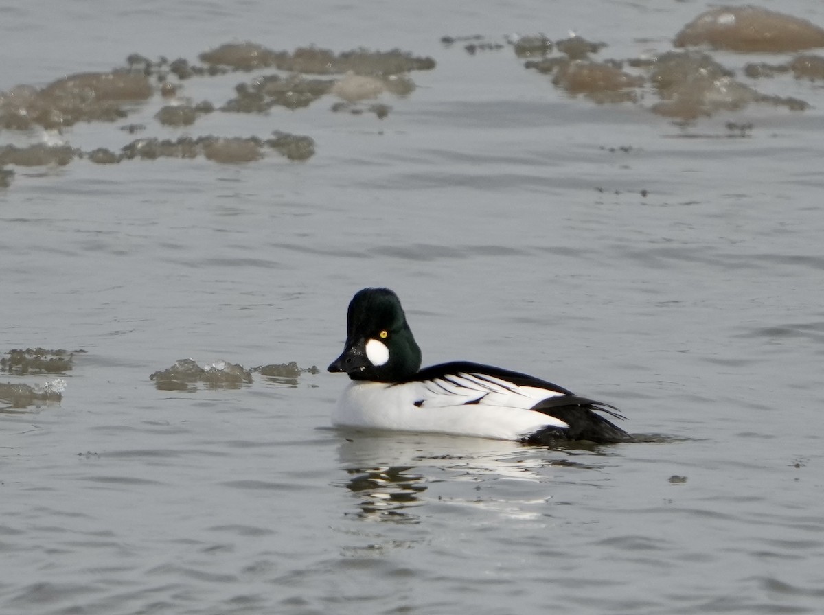 Common Goldeneye - ML532060331