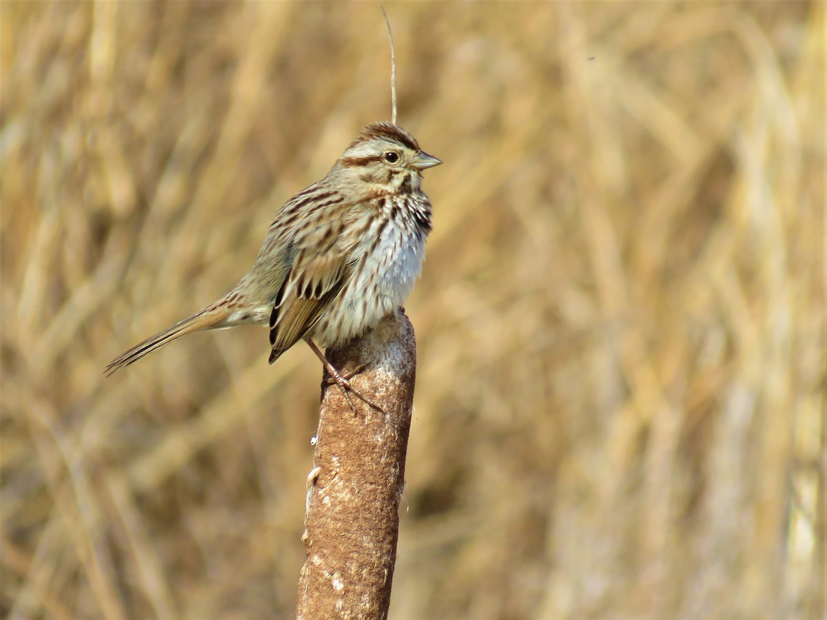 ウタスズメ - ML53206061