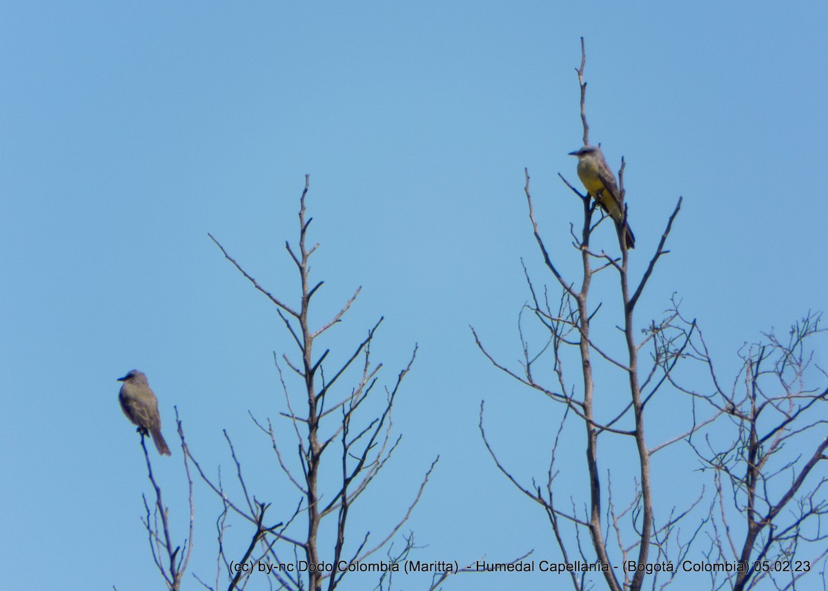 Tropical Kingbird - ML532060981