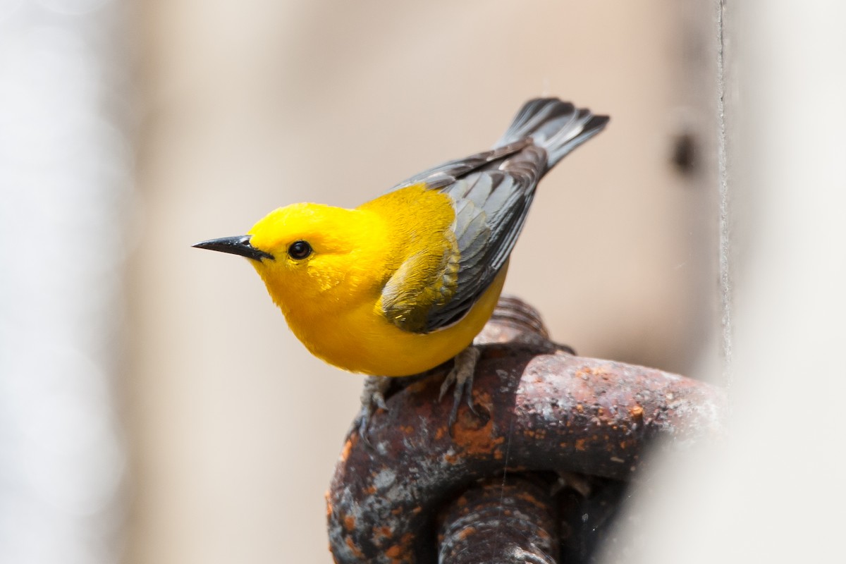 Prothonotary Warbler - Taylor Long
