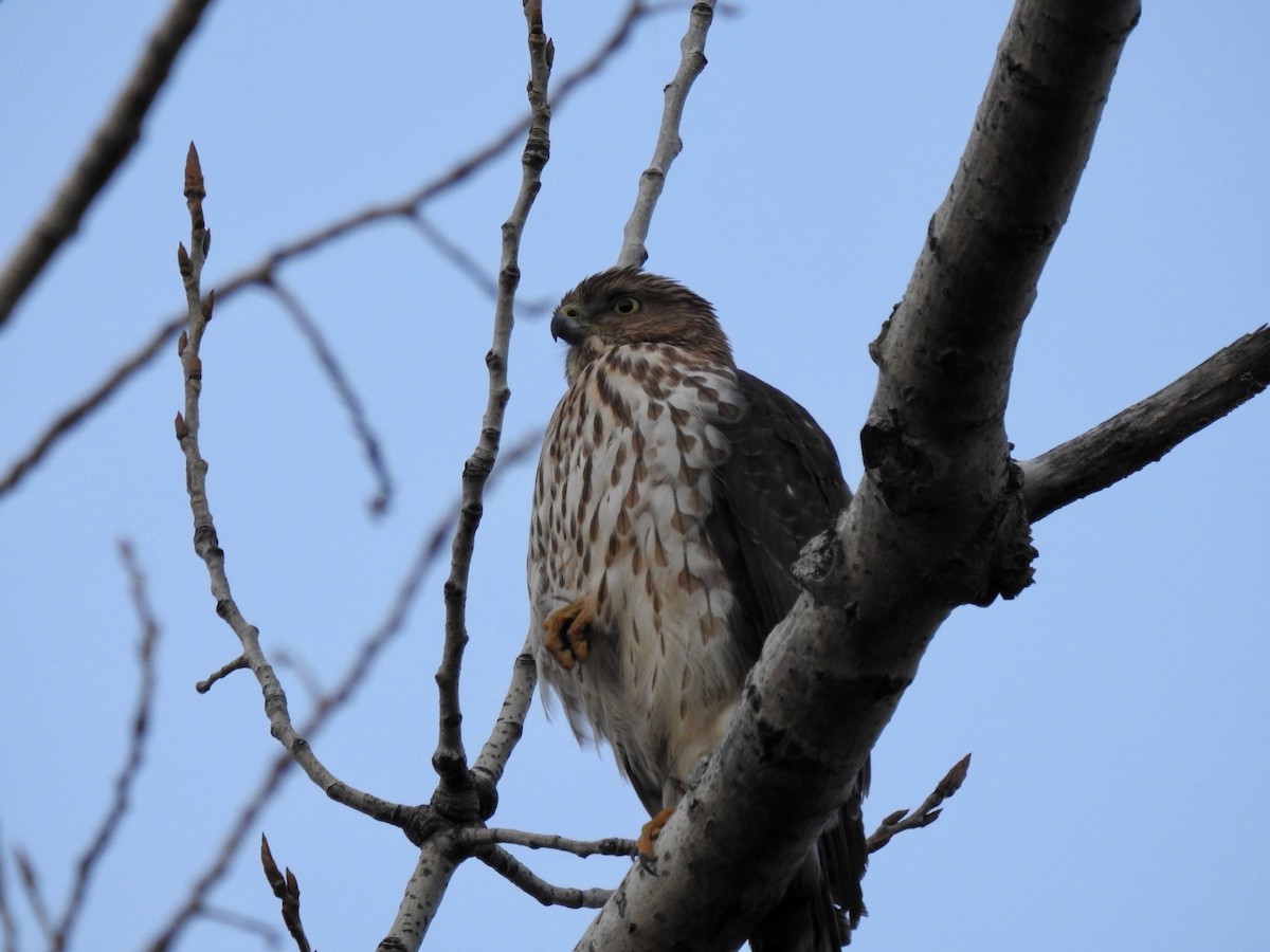Cooper's Hawk - ML532062271