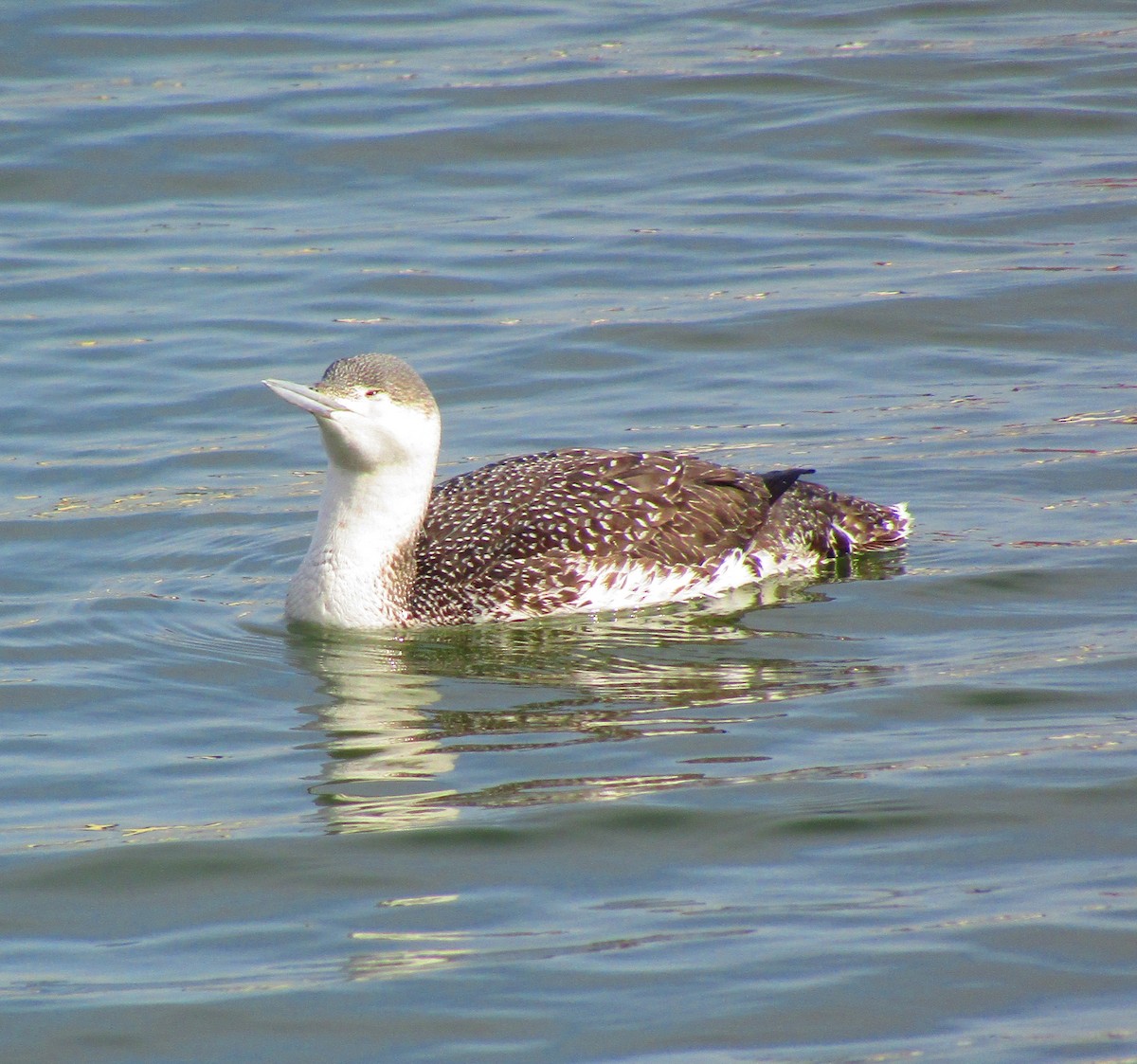 Red-throated Loon - ML532063231