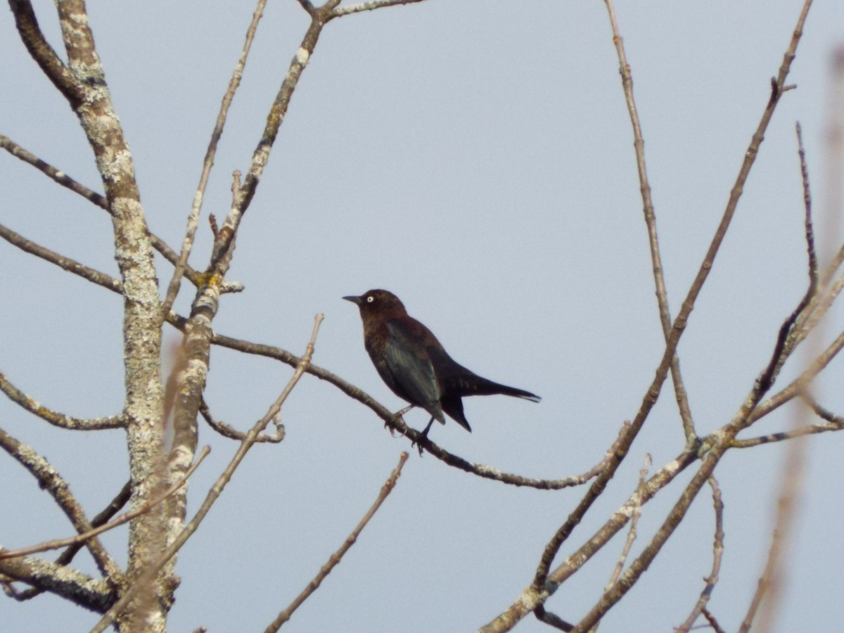 Rusty Blackbird - don pierce
