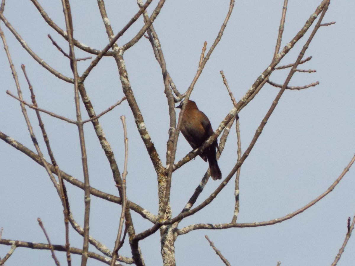 Rusty Blackbird - don pierce