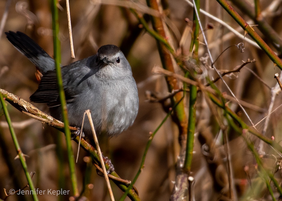 Gray Catbird - ML532064601