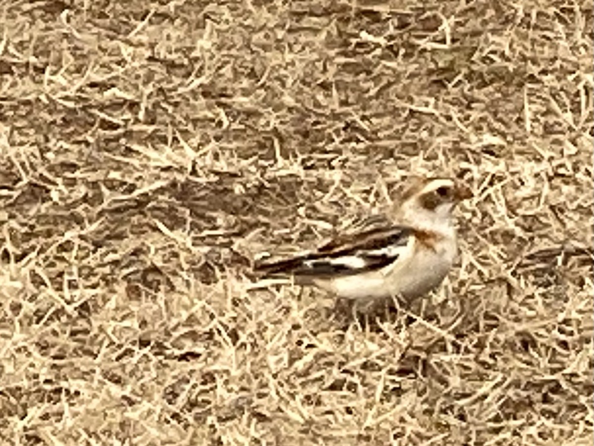 Snow Bunting - ML532064611