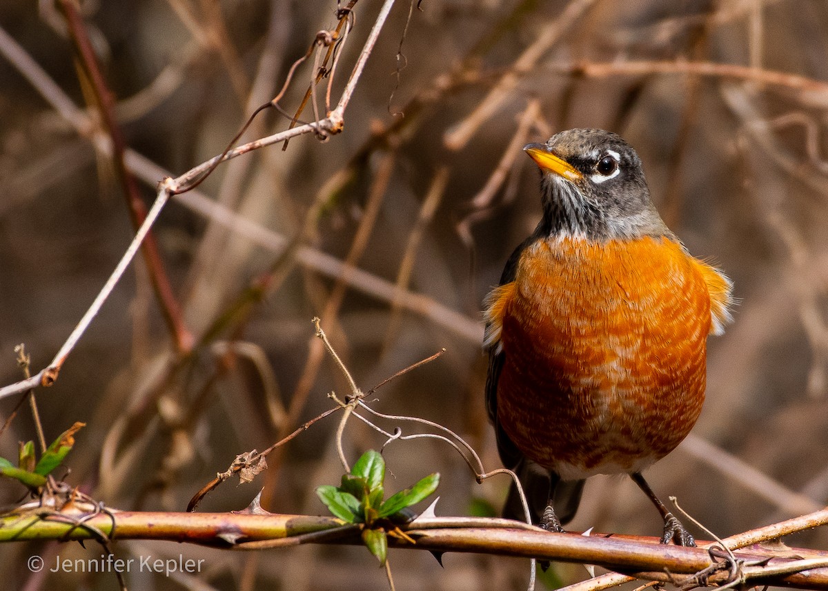 American Robin - ML532064701