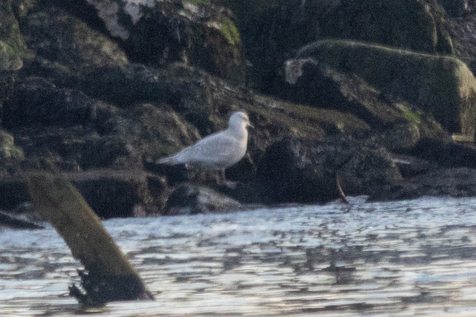 Iceland Gull - ML532066661