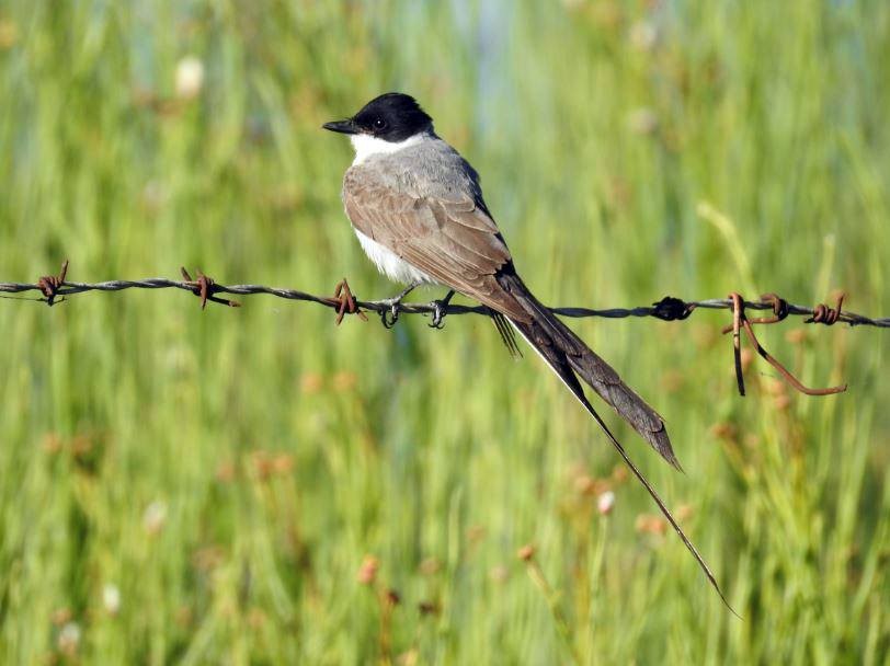 Fork-tailed Flycatcher - ML532066981