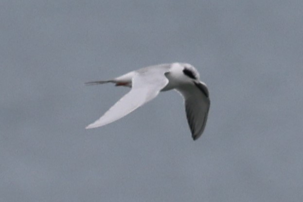 Forster's Tern - ML532068991