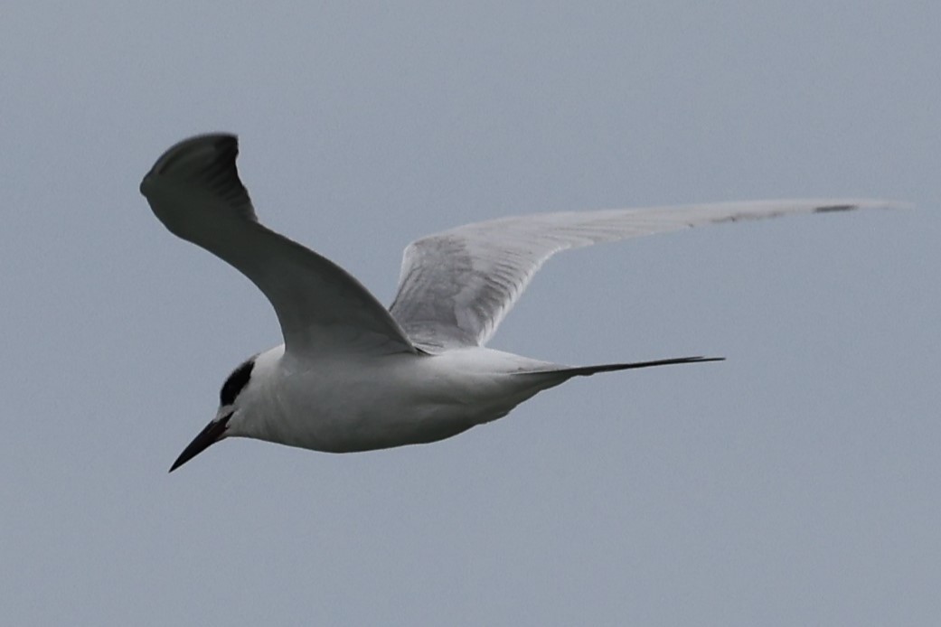 Forster's Tern - ML532069001