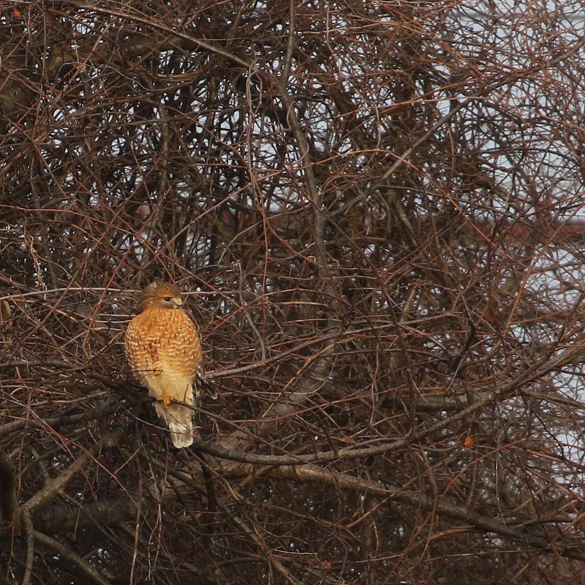 Red-shouldered Hawk (lineatus Group) - ML532070501