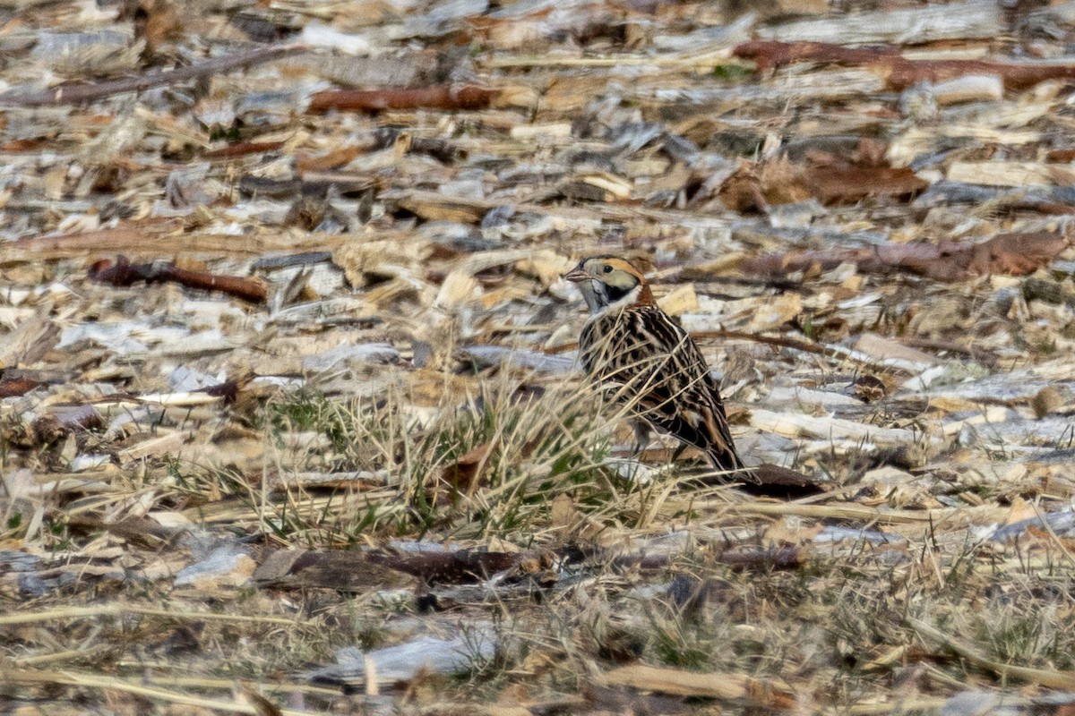 Lapland Longspur - ML532071611