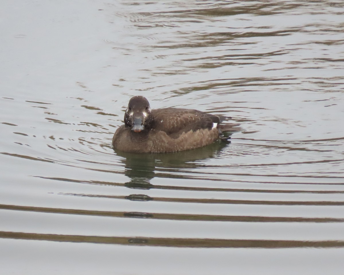 White-winged Scoter - ML532072031