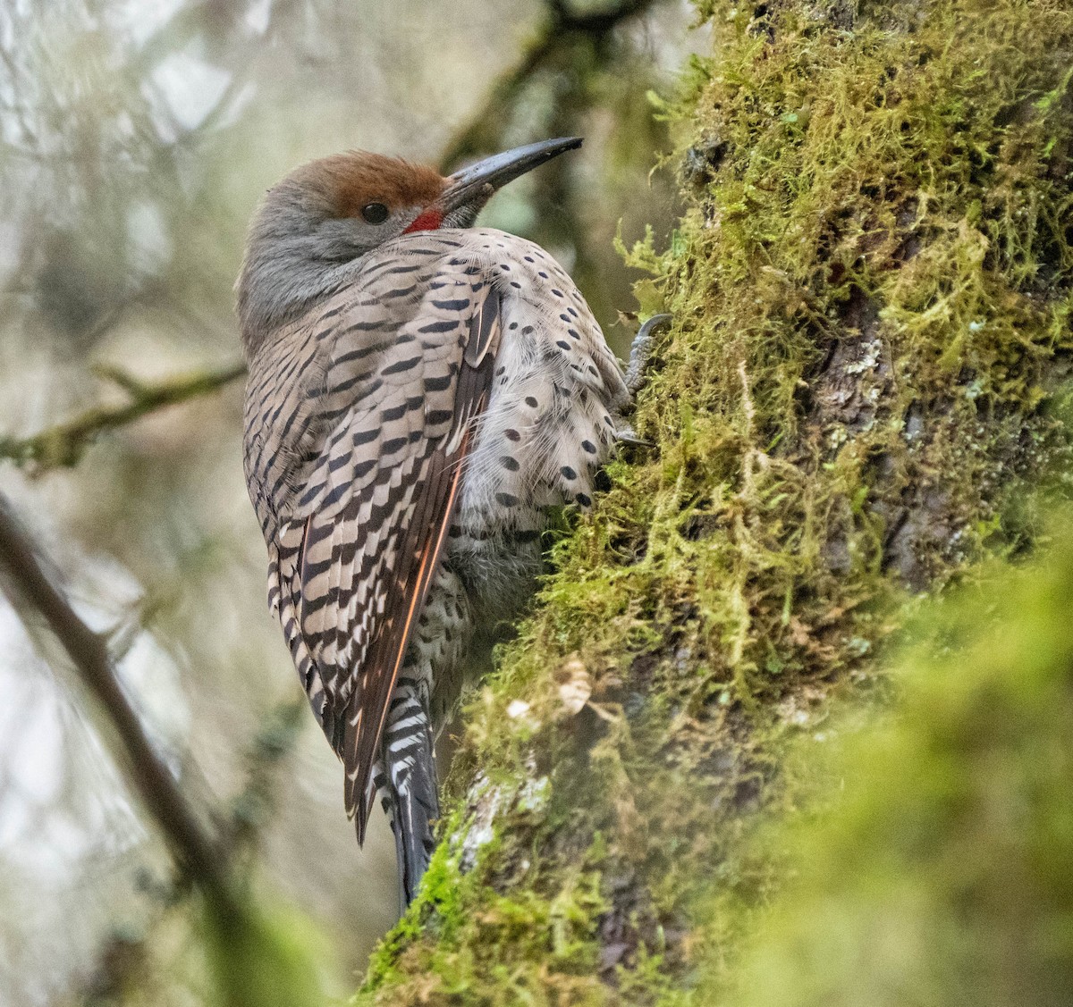 Northern Flicker (Red-shafted) - ML532072121