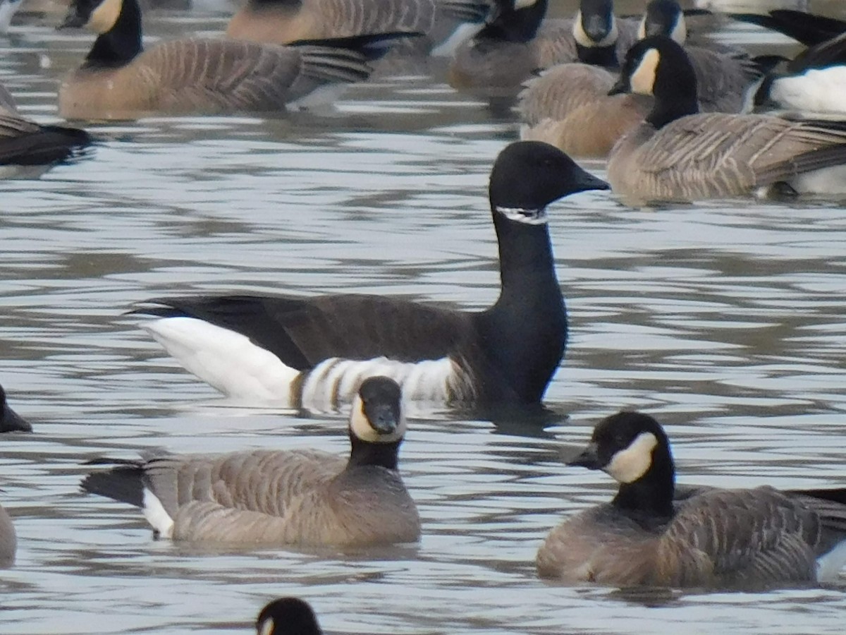 Brant - ML532072451