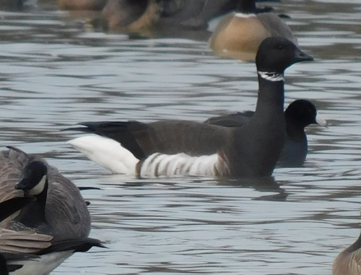 Brant - ML532072471