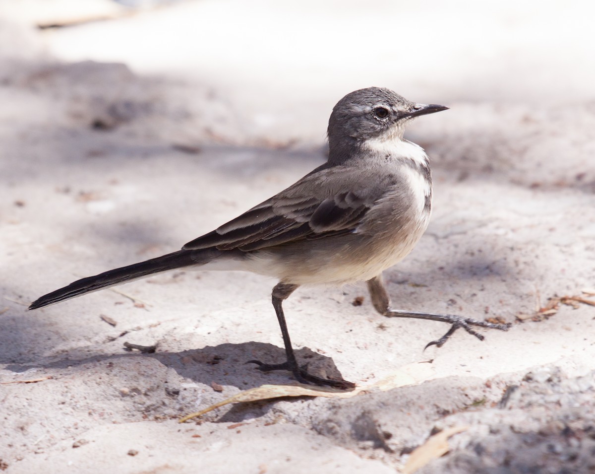 Cape Wagtail - Craig Faulhaber