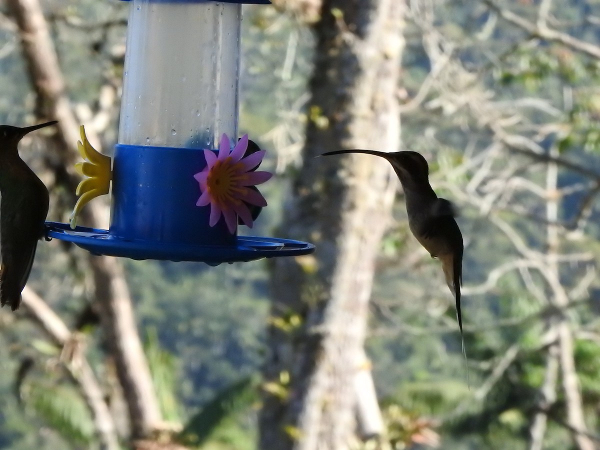 Scale-throated Hermit - ML532072651