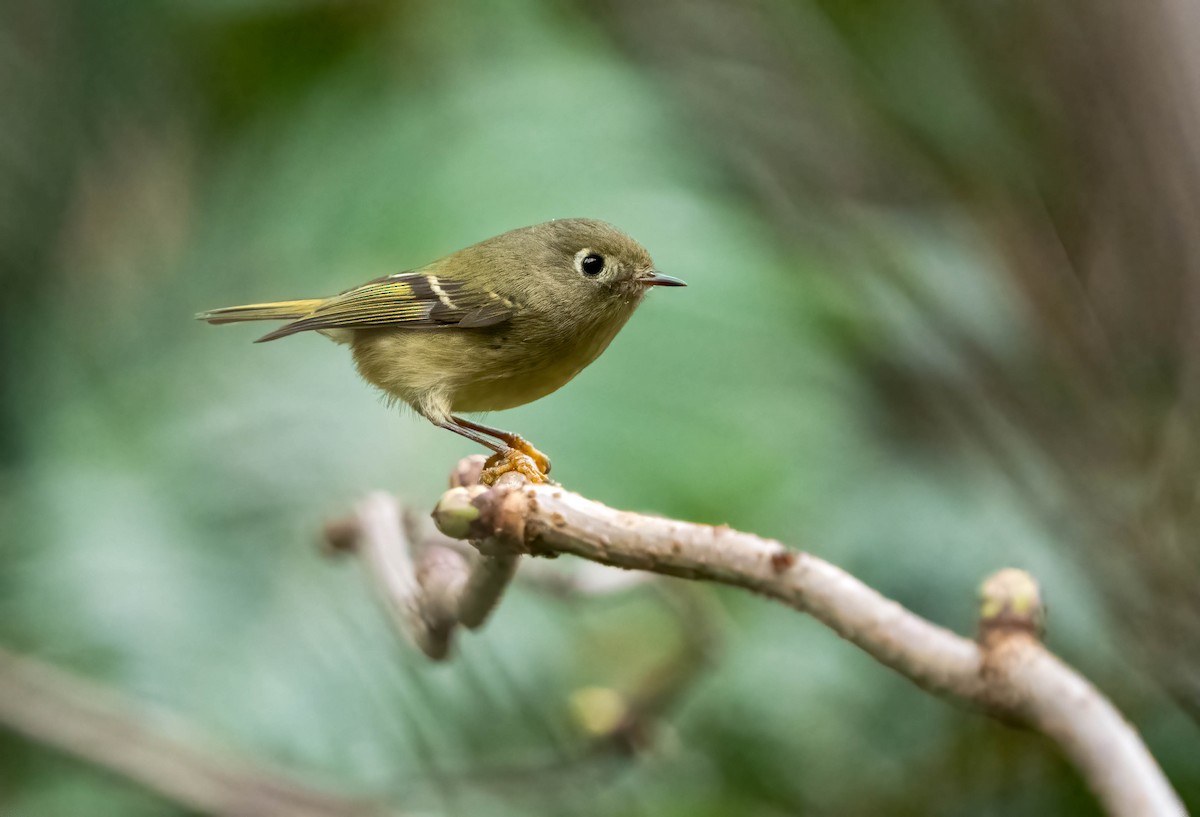 Ruby-crowned Kinglet - ML532072671