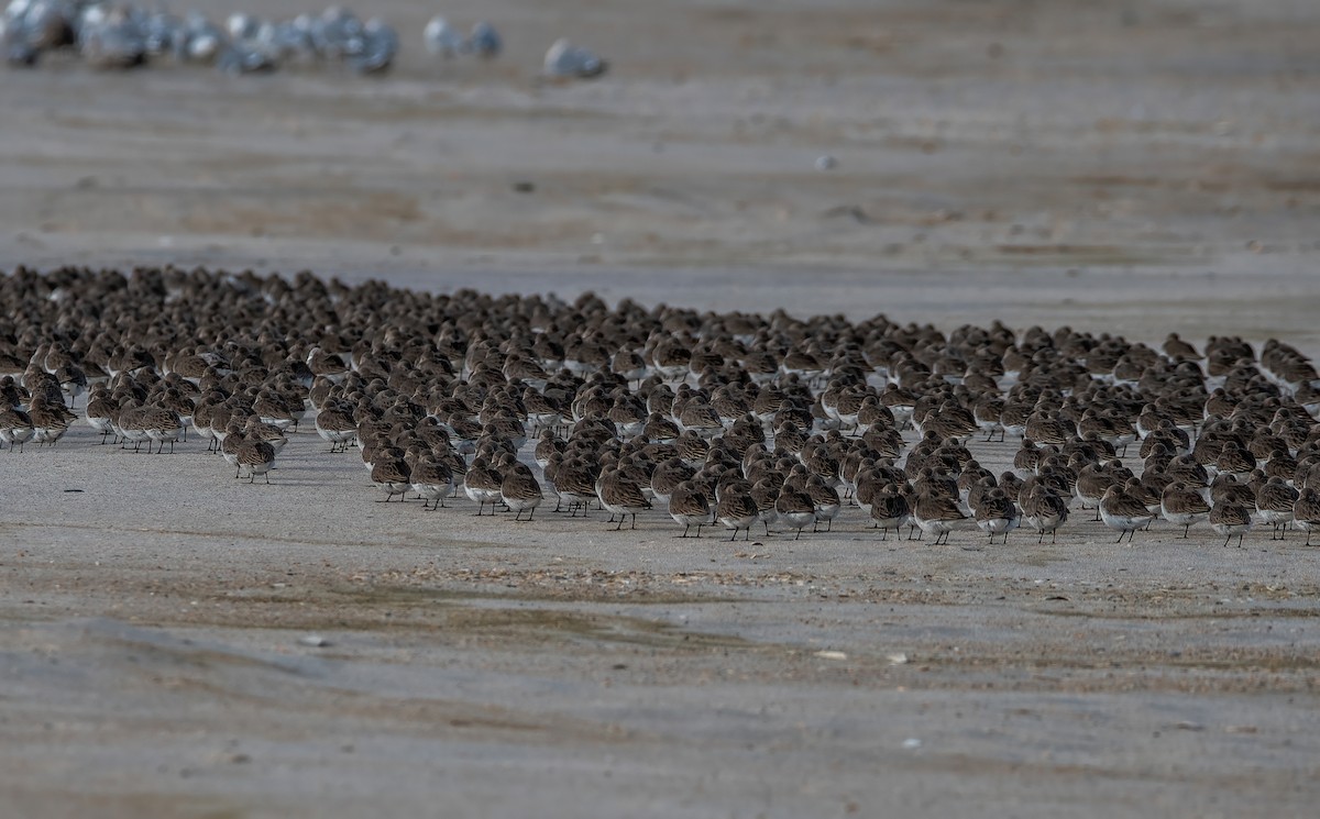 Dunlin - ML532074841