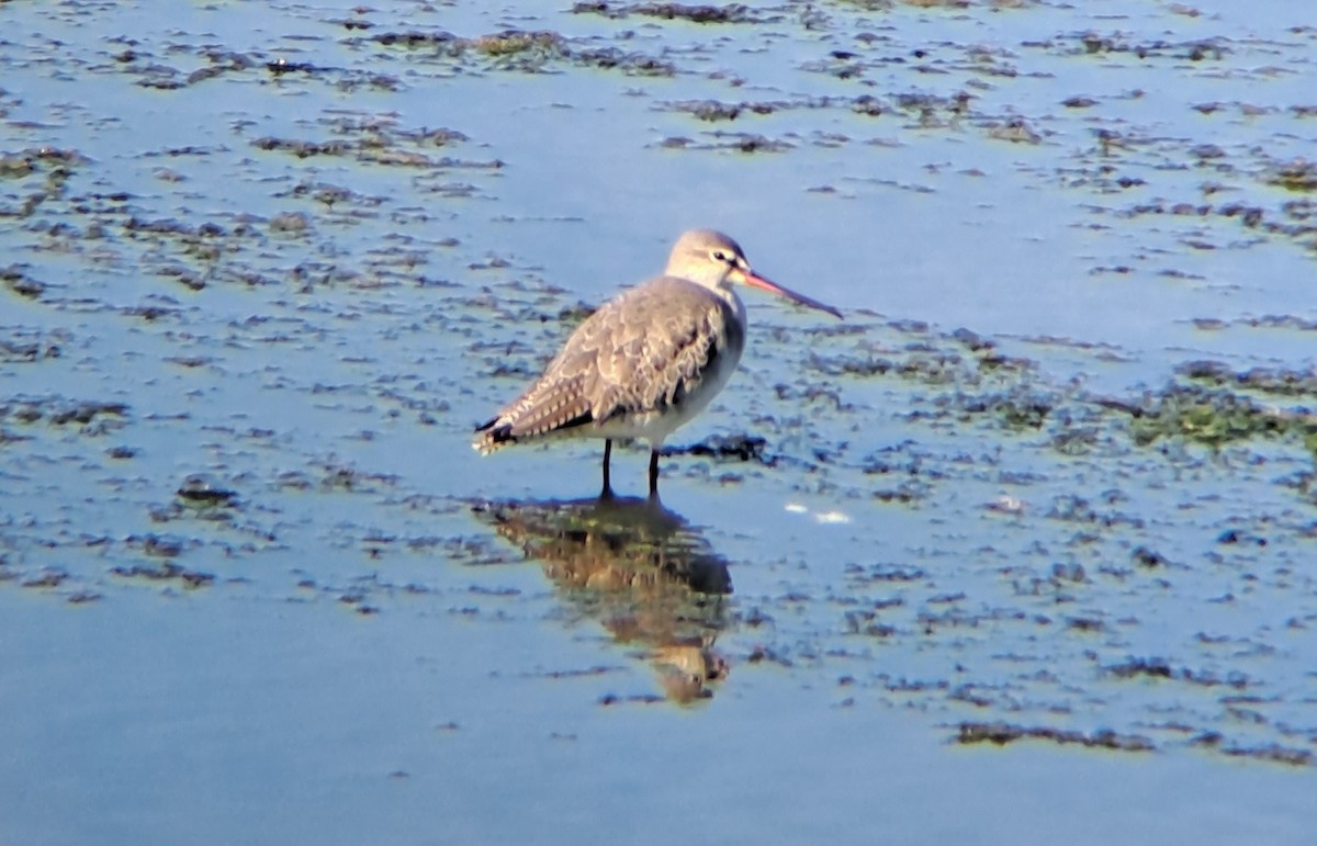 Spotted Redshank - Miguel Appleton