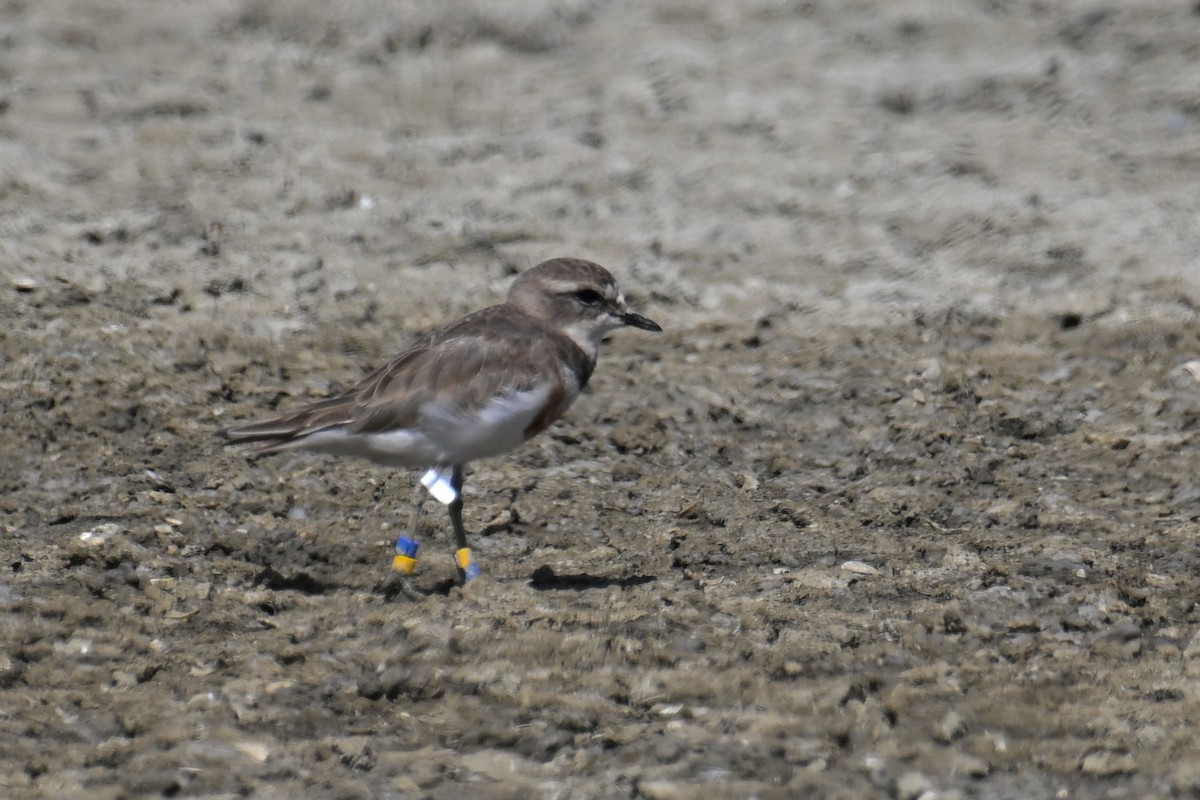 Double-banded Plover - ML532075211