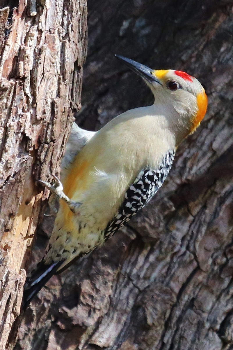 Golden-fronted Woodpecker - ML532075531