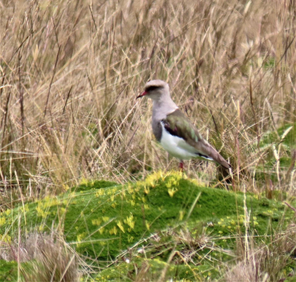 Andean Lapwing - ML532075591