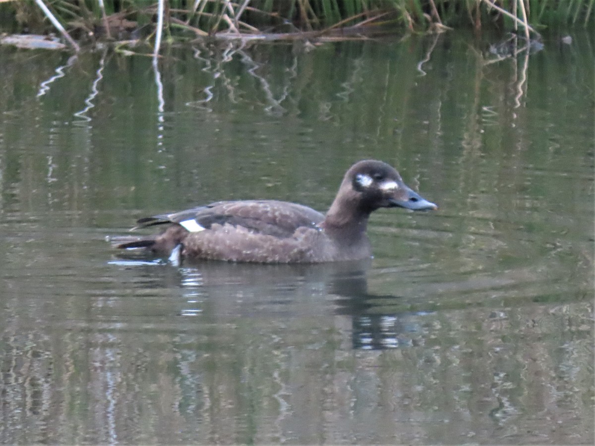 White-winged Scoter - ML532076231