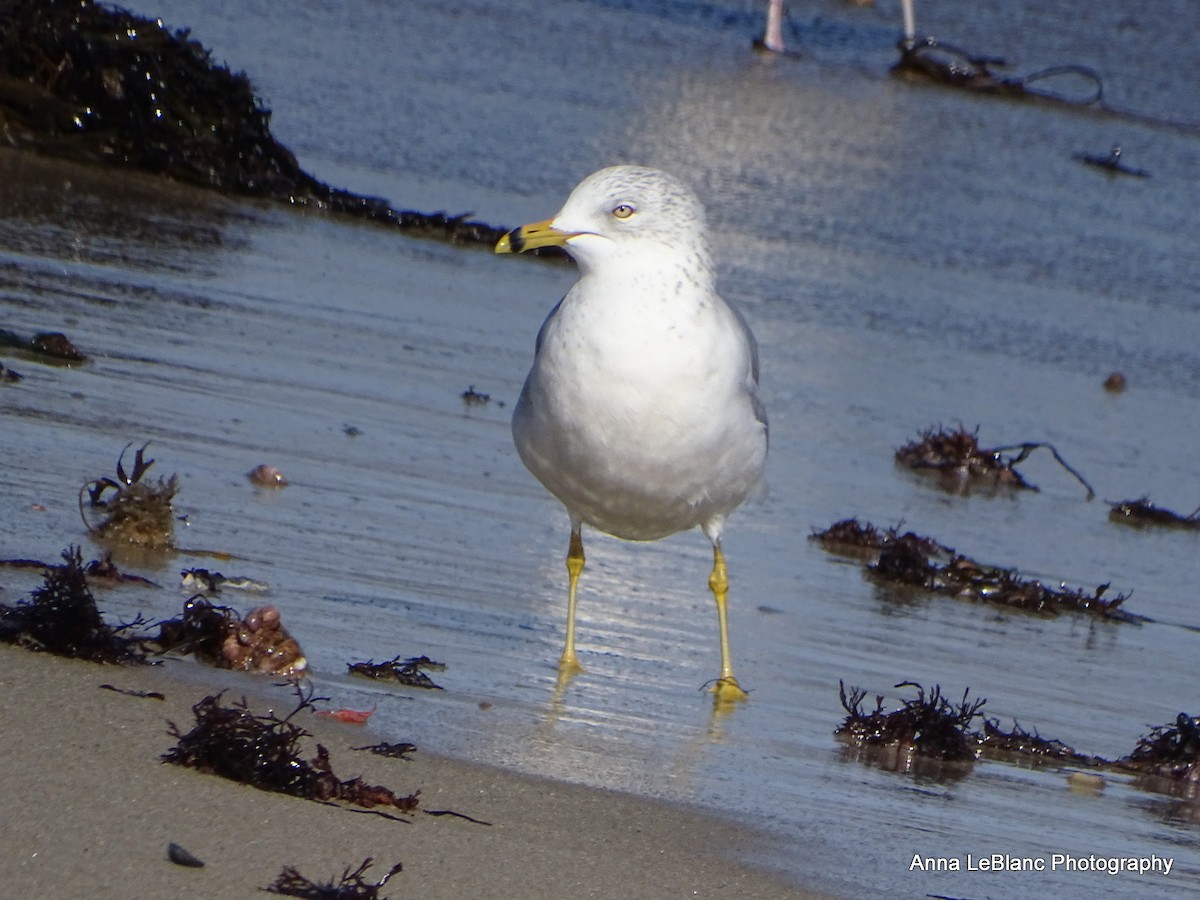 Ring-billed Gull - ML532077321