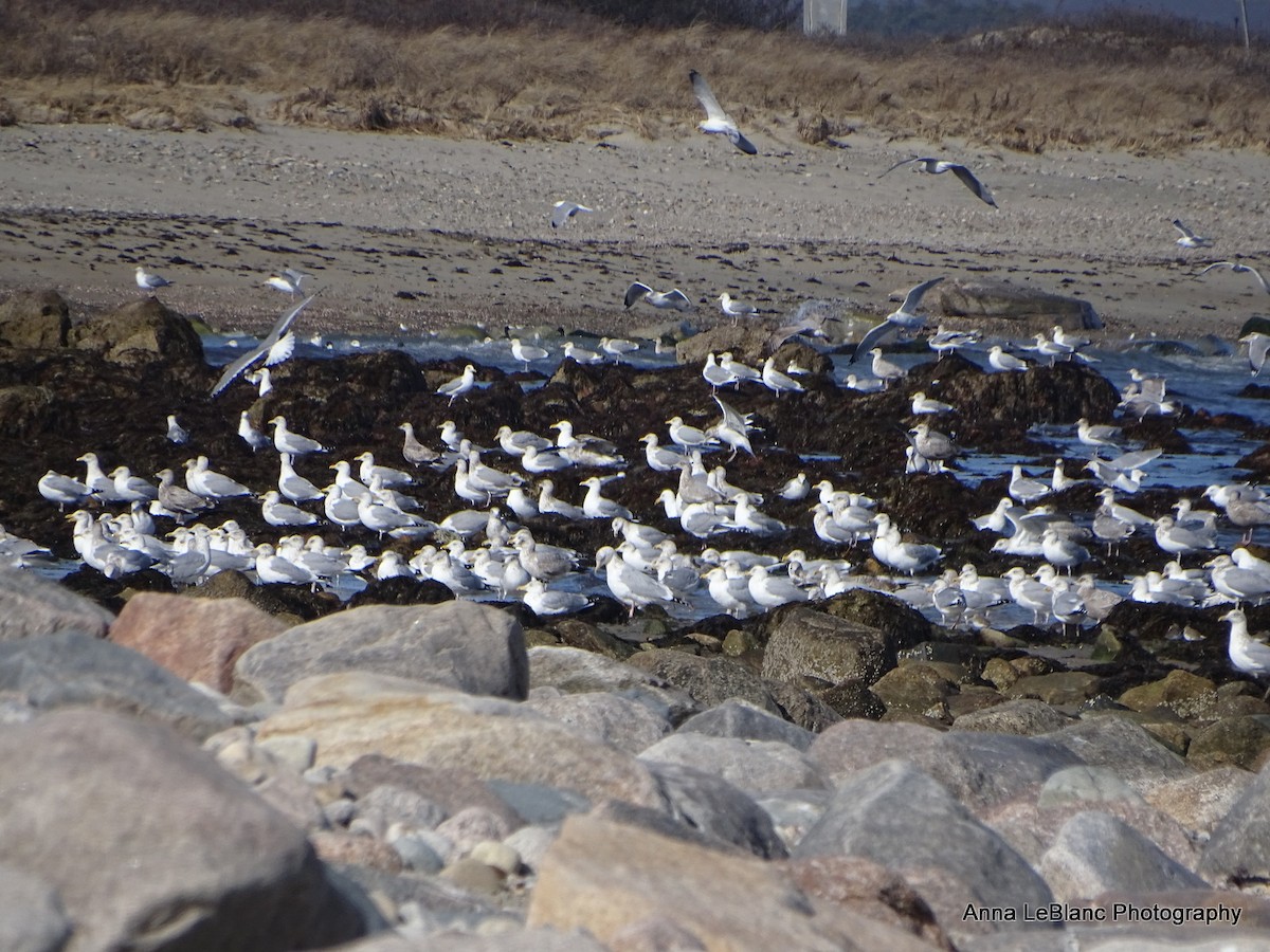 Herring Gull - ML532077381