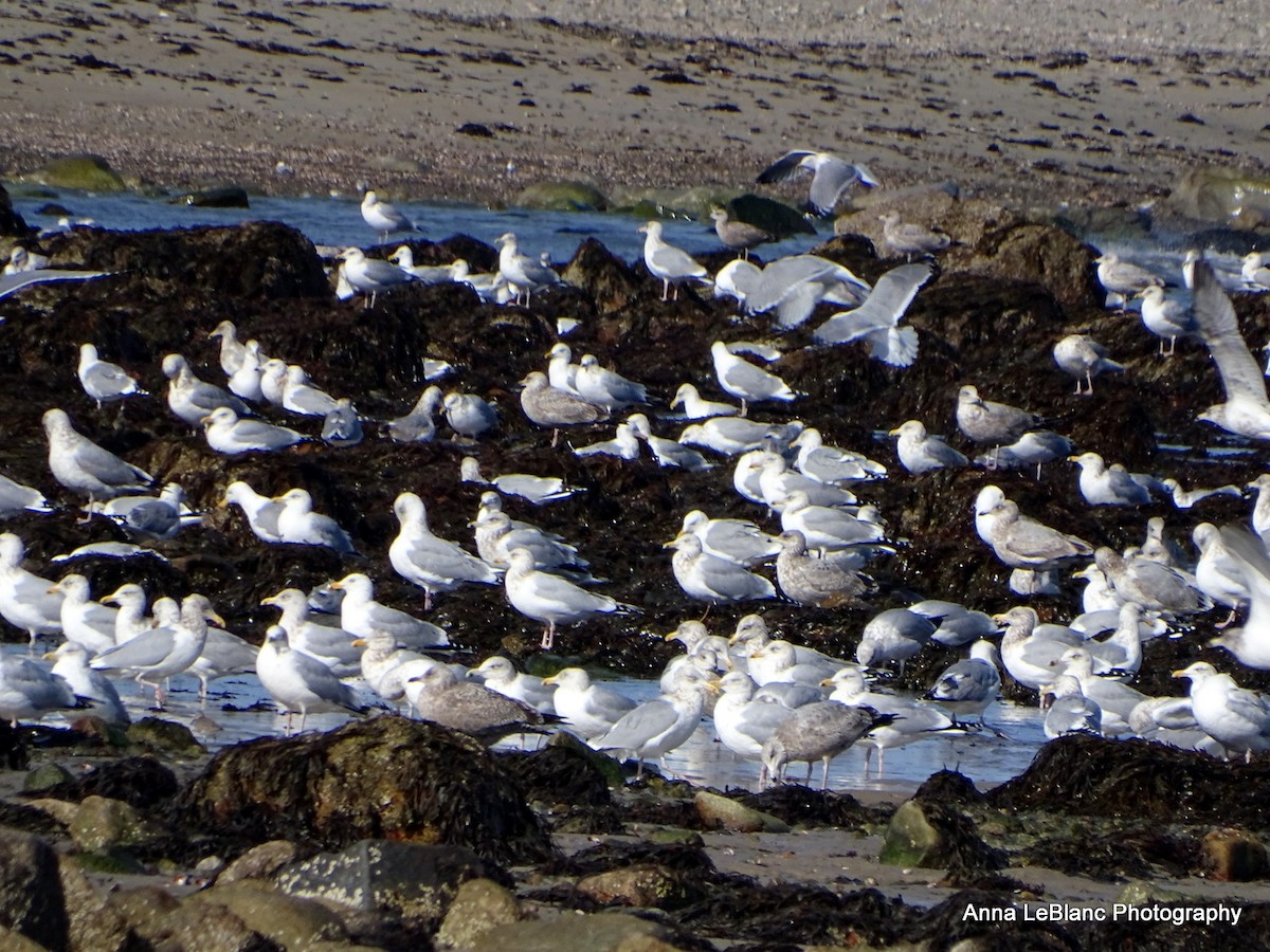 Gaviota Argéntea - ML532077471